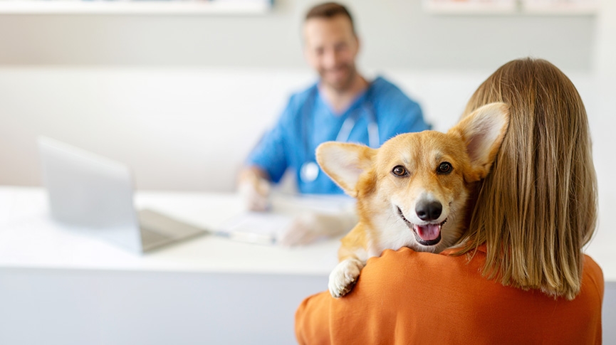 短腿哥基犬有尾定冇尾-一文解讀性格特點-掉毛情況及體檢建議
